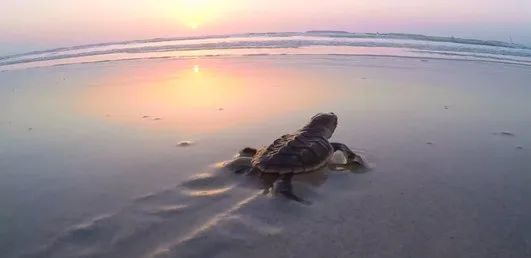 尊龙凯时【最新官网】人生就是搏!